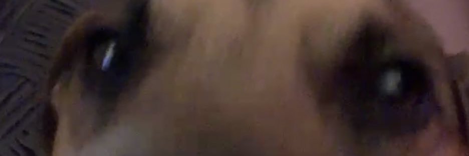 Callum Shanks banner