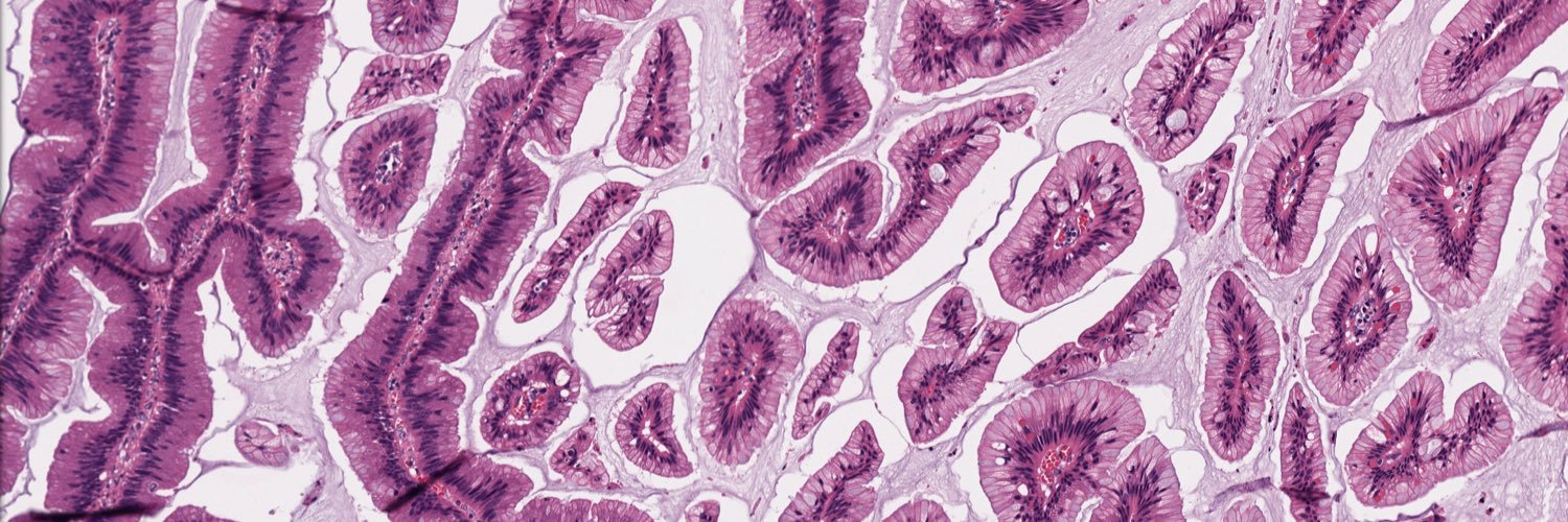 Michael Feely, DO banner