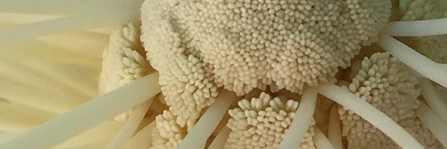 TheRealFisheth's profile banner image