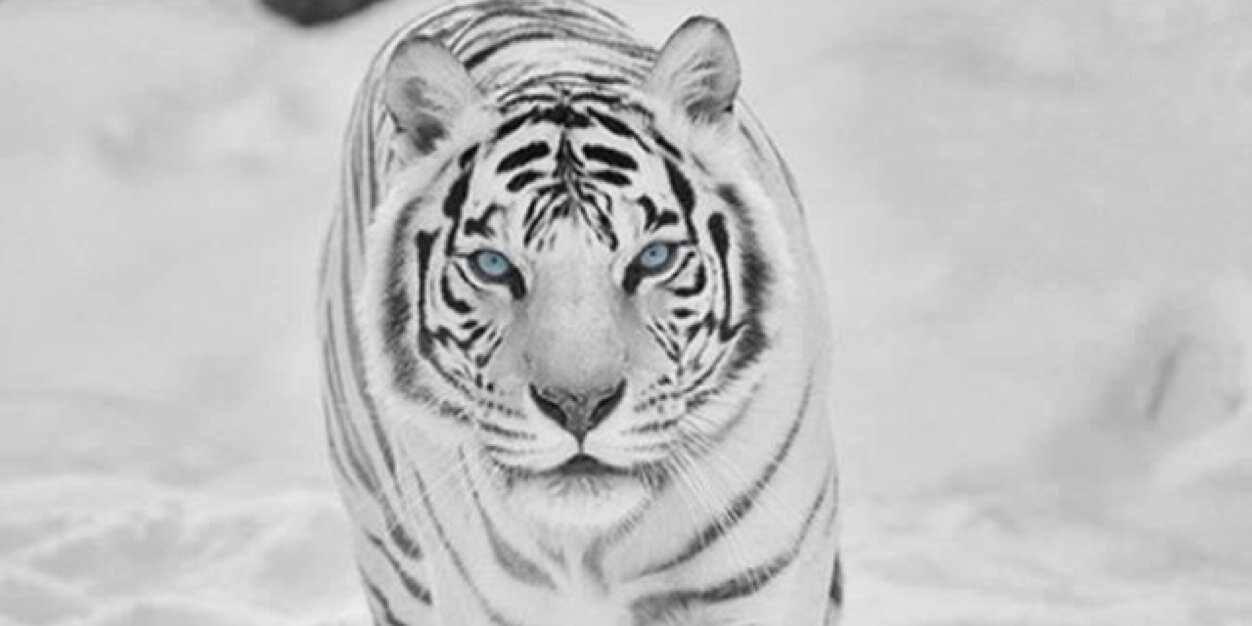 PoohSheff's profile banner image