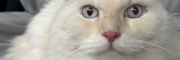 wize_estabillo Profile Banner