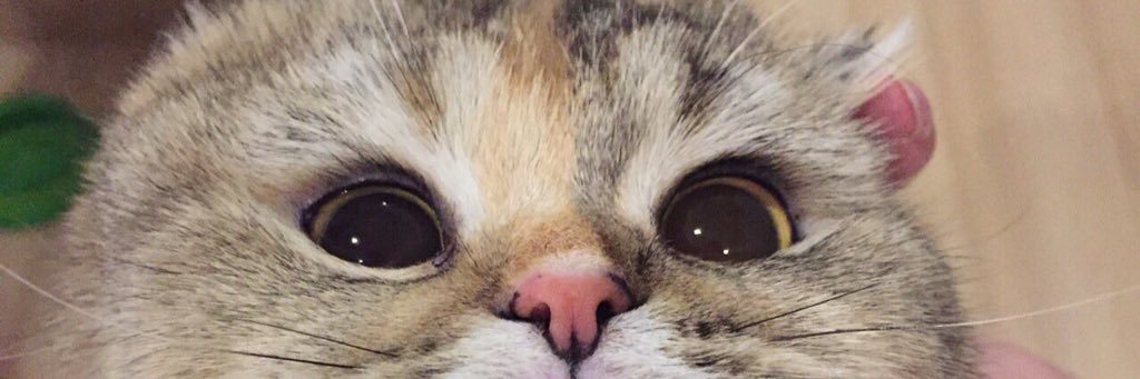 แมวนั้ม🐱 banner