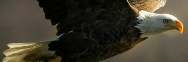 luizpc's profile banner image