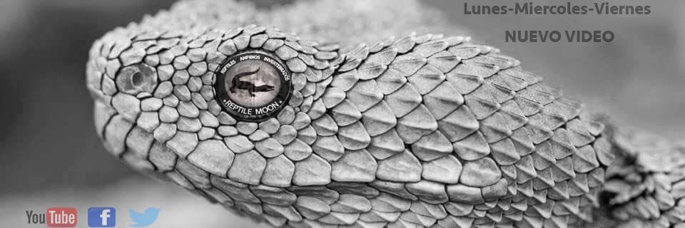 ReptileMoon banner