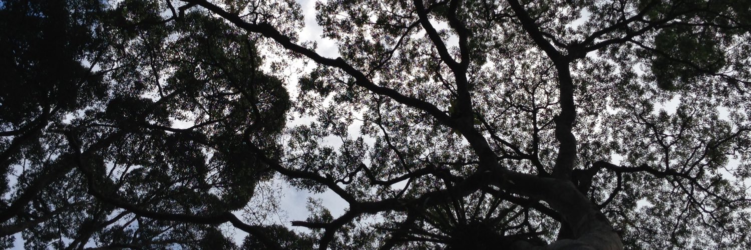 Laura D’Arcy banner