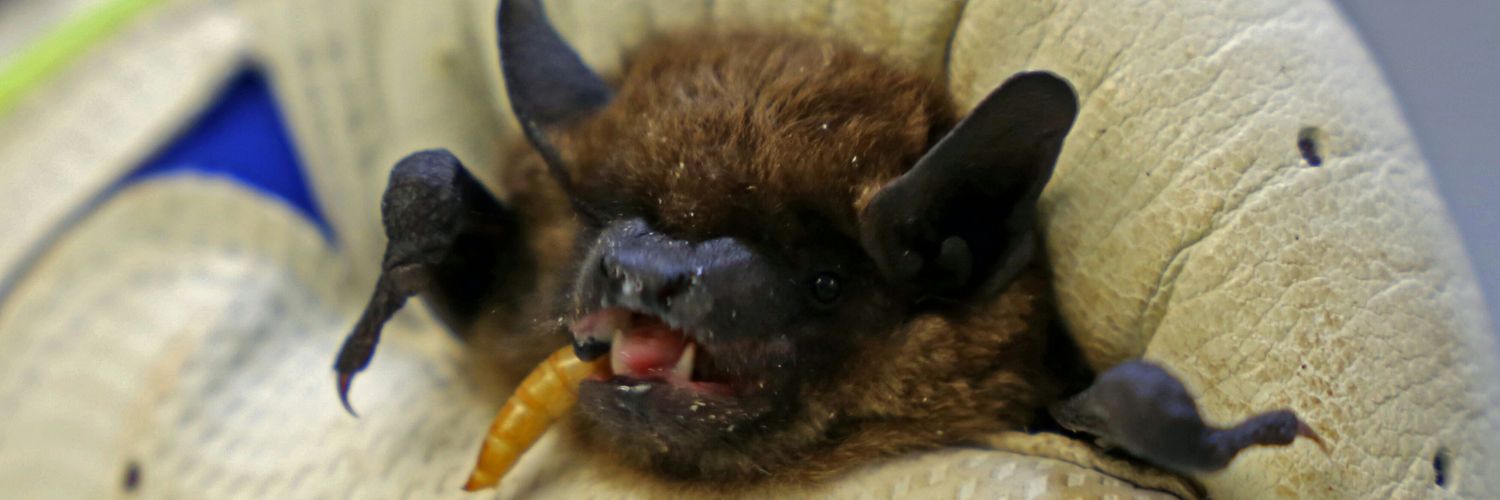 NorCalBats's profile banner image