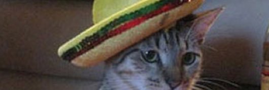 thatespanollady's profile banner image