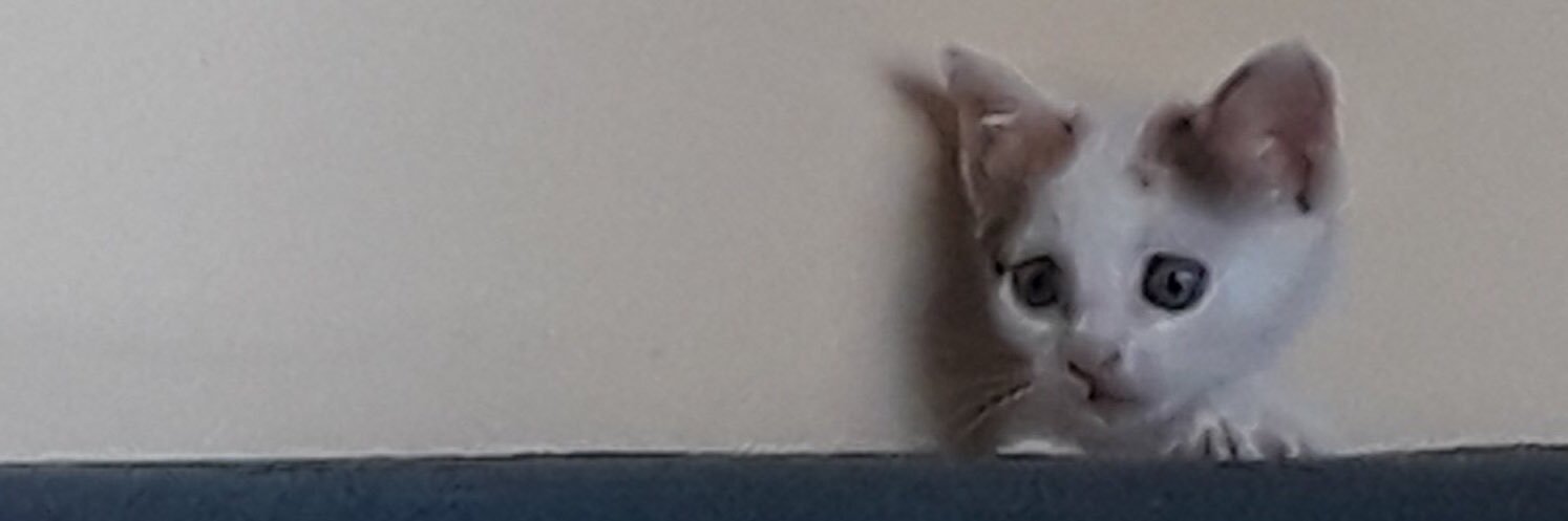 100% Natürlich🌻 banner