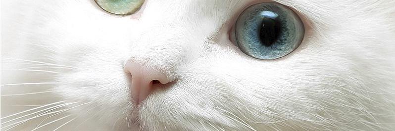 nesli_han8's profile banner image