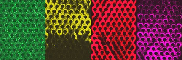aalokelab Profile Banner