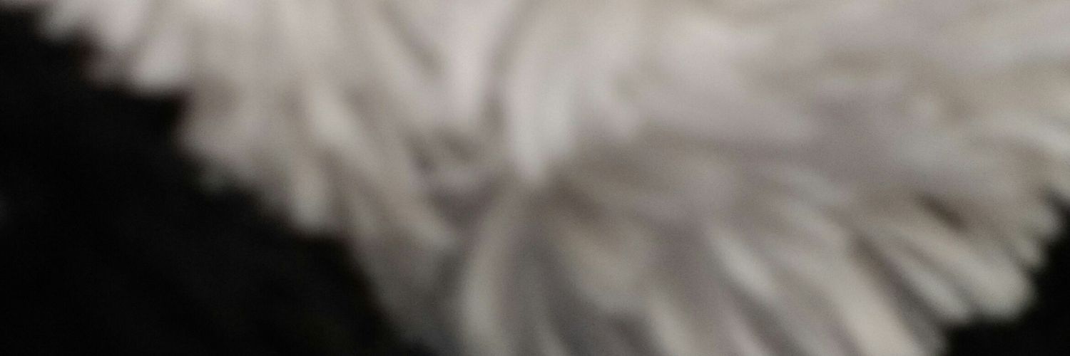 CHUNGBUNG's profile banner image