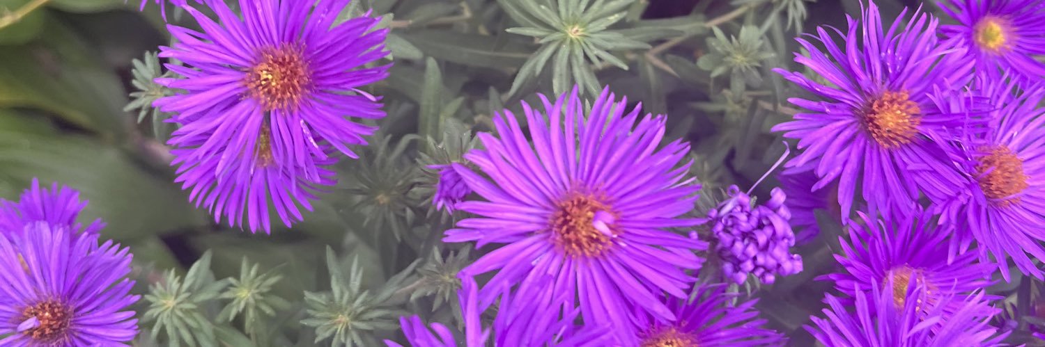 sweetavaruth's profile banner image