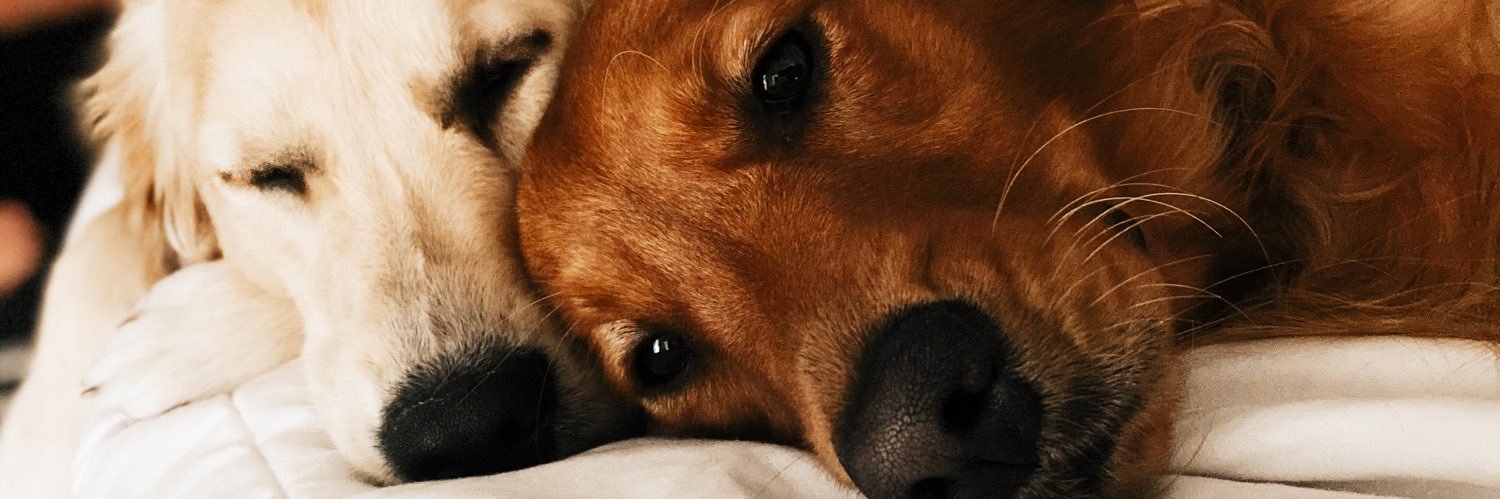 ryleydewey's profile banner image