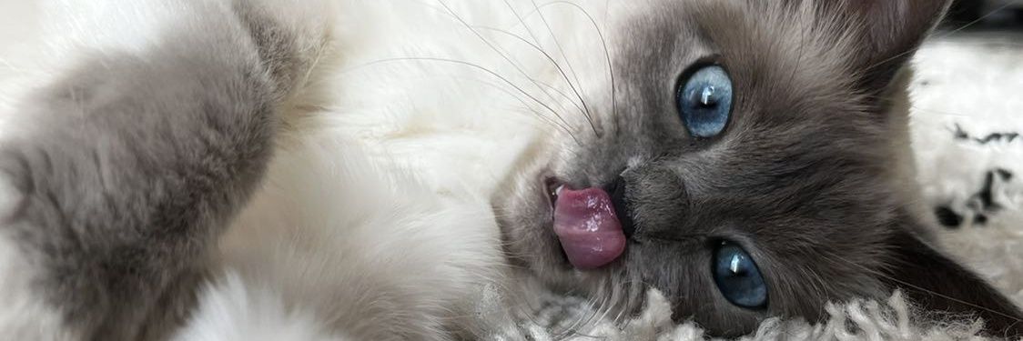 laurianeprdm's profile banner image