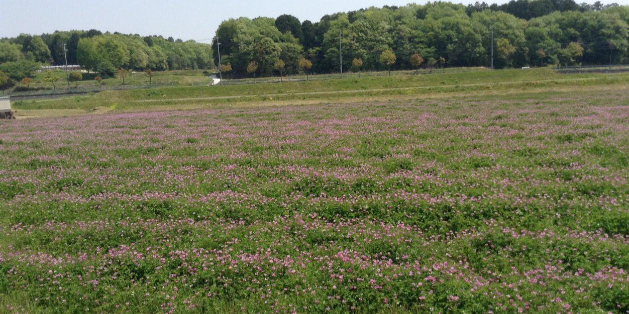 上月重寛@コロナウイルスと共生する日本土人 banner