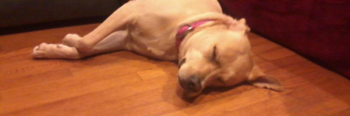 HollyN's profile banner image