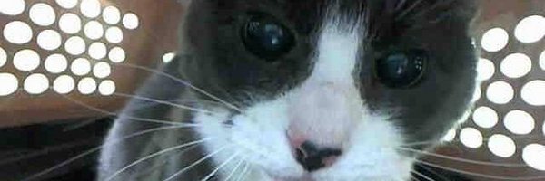 sharpenedquill Profile Banner