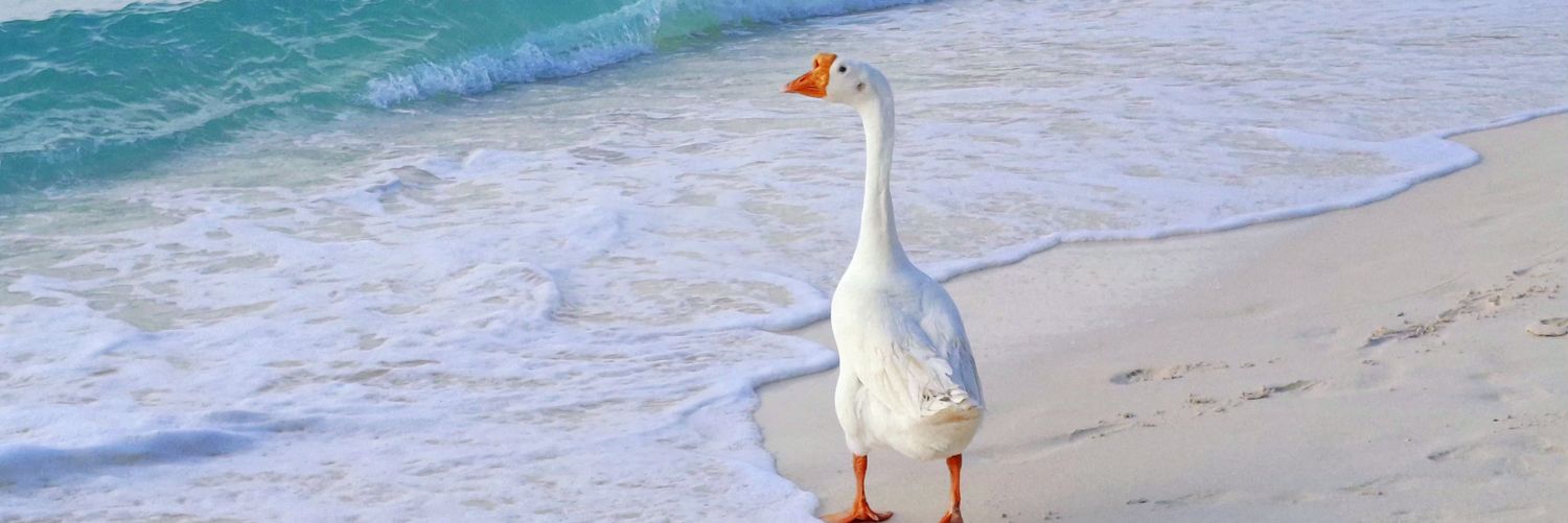 𝙢𝙖𝙡𝙞 ᯓ✦ banner