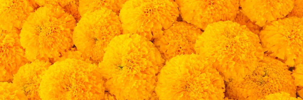 MarygoldInc's profile banner image
