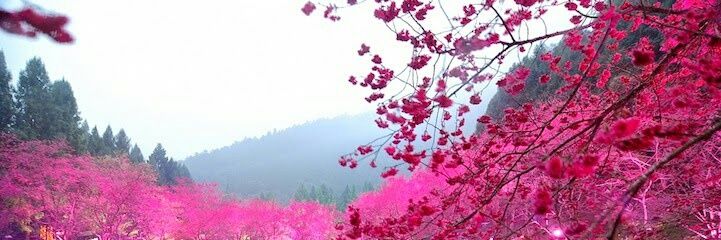 Maryflower2281's profile banner image