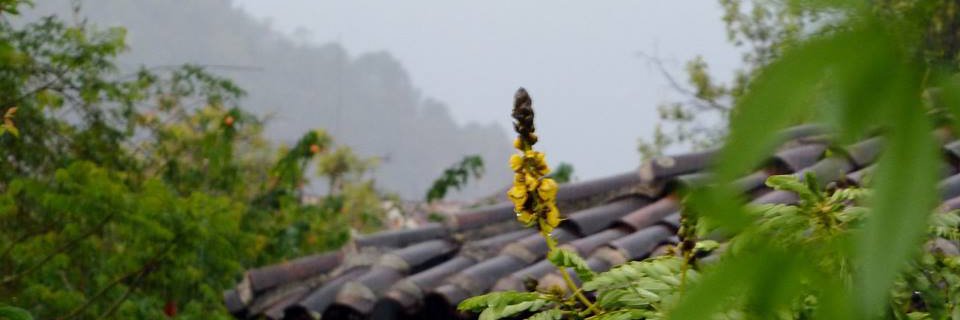 crow_sdc's profile banner image