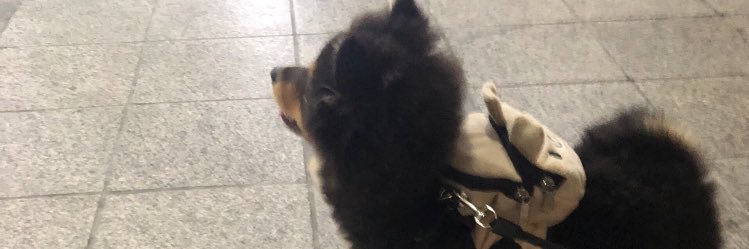 pet_Hee's profile banner image