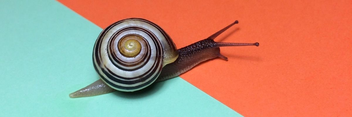 Snail banner