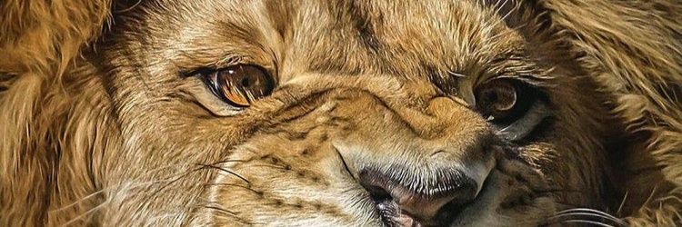 apea2525's profile banner image