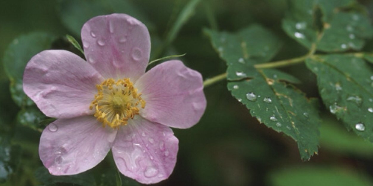 IWearMyPancreasUnderMySleeve banner