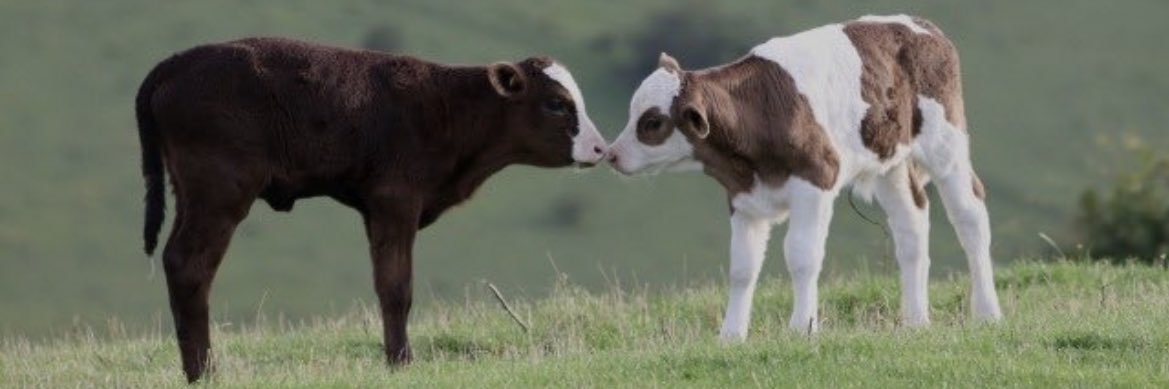 Lis🍷📚🏈 banner