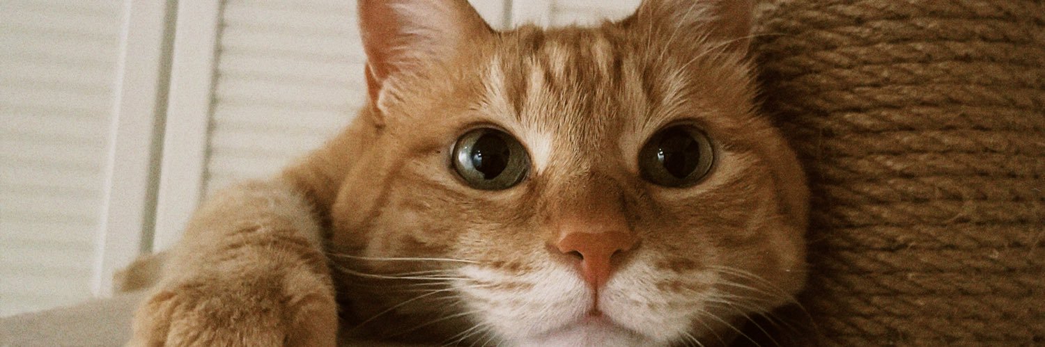 バロン🐈🐾 banner