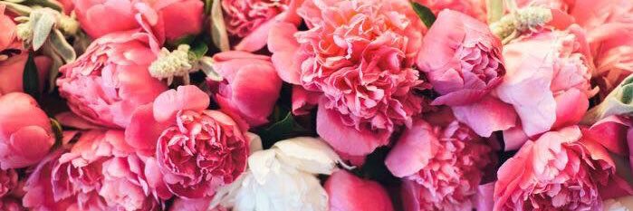 Rosie 💕 banner