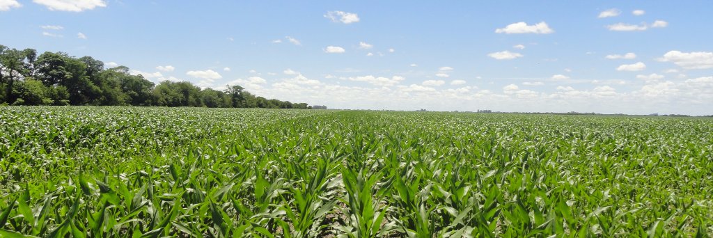 Hector Chaves banner