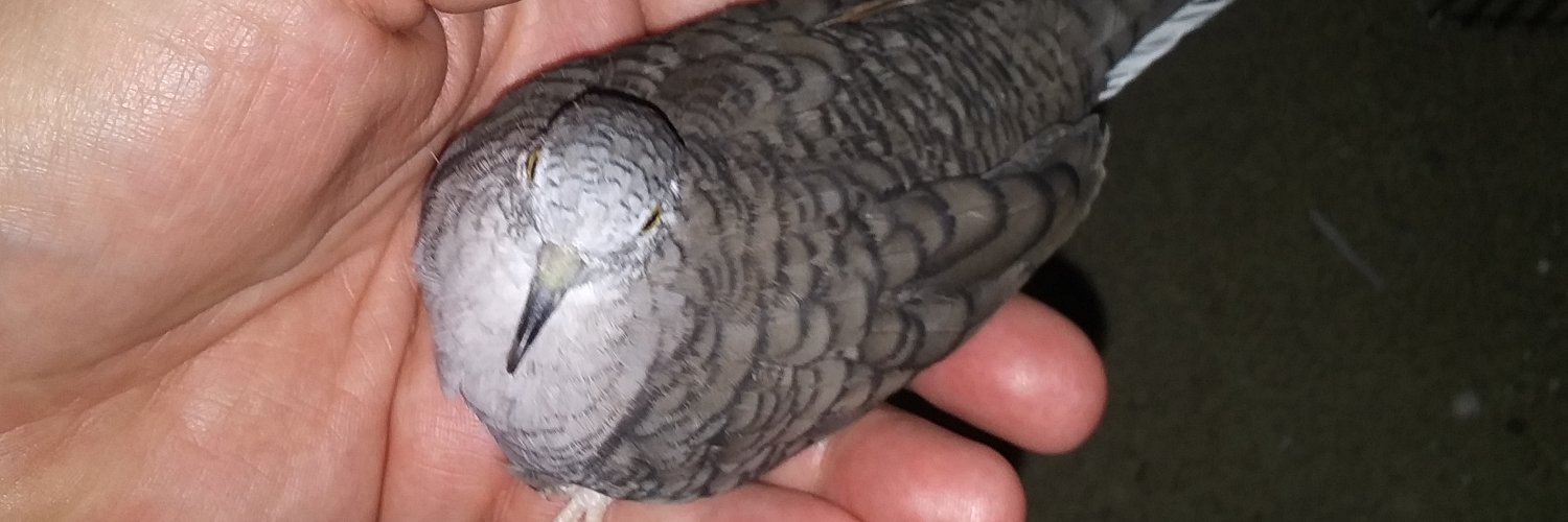 PabloDuganheim banner