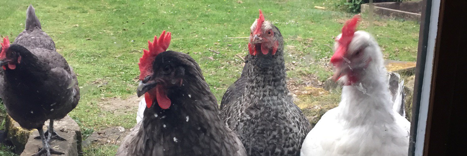 chikkinsisters banner