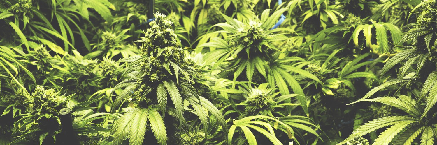 royalseedbank's profile banner image