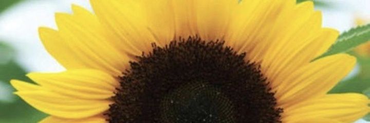 odds_each_way's profile banner image