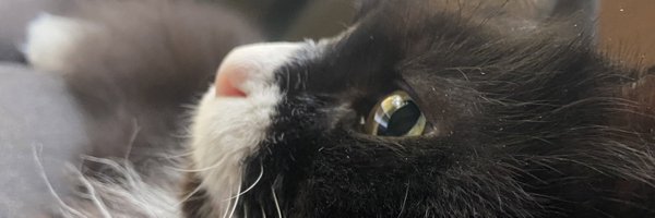 Siriu7BlueMike Profile Banner