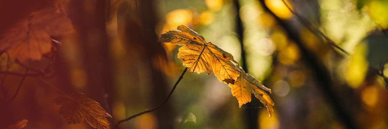 Macedon Ranges Shire Council banner
