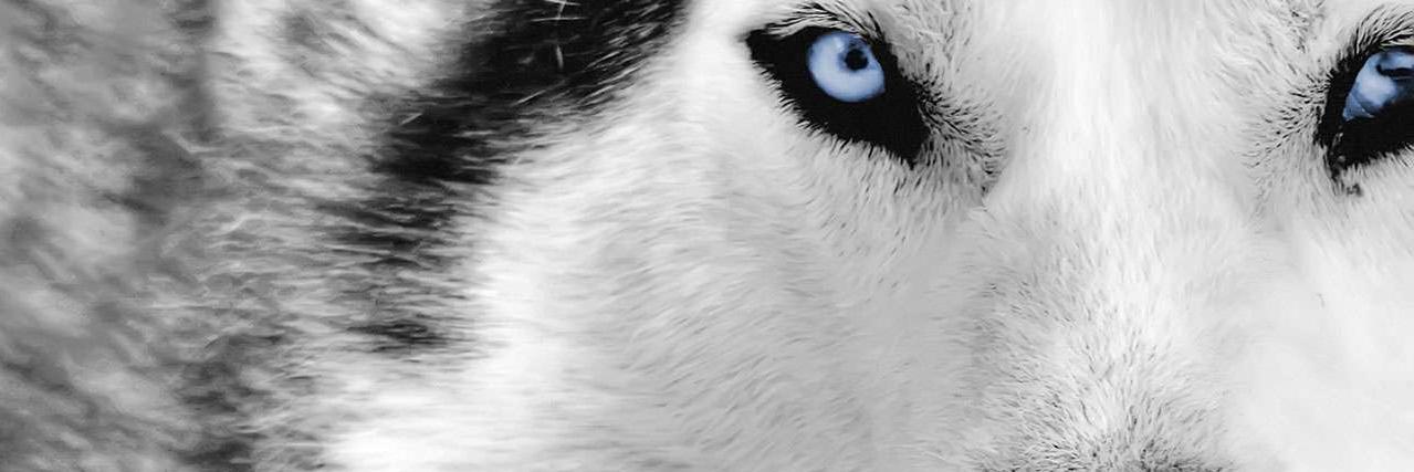 maesotro's profile banner image