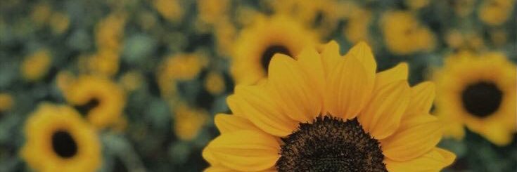 gabuun's profile banner image
