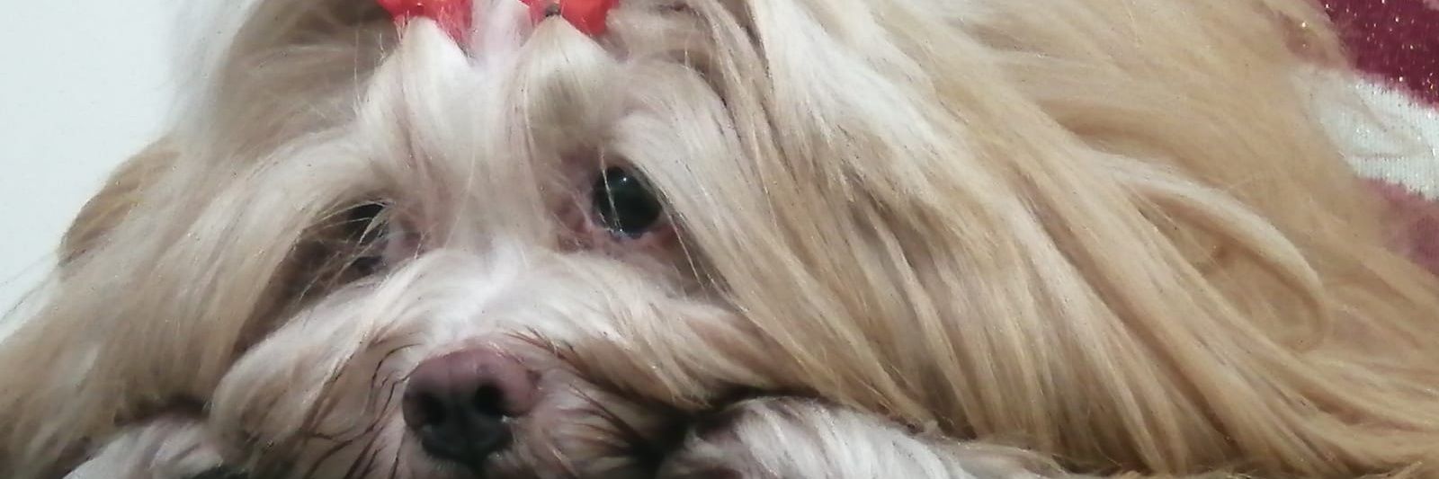 NanyMontejo's profile banner image