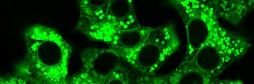 Patricia Thomas banner