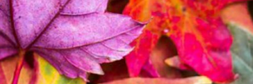 Sandra Ringoot banner