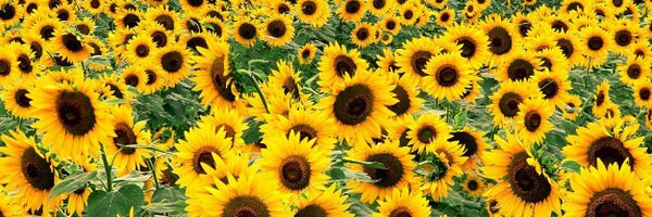 EricaKuehl Profile Banner