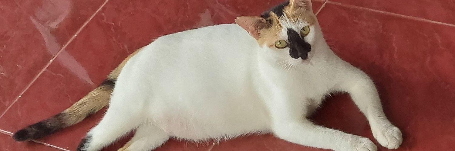 ayuyeay's profile banner image