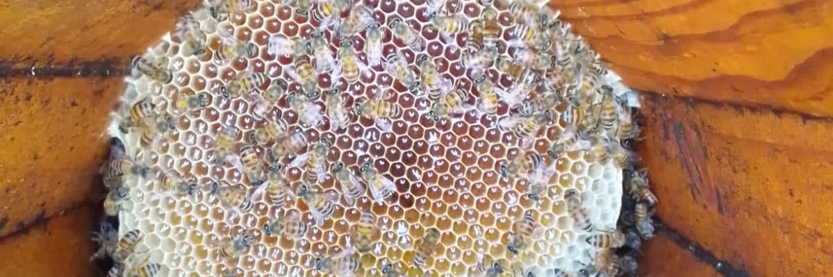 خضر الزهراني banner