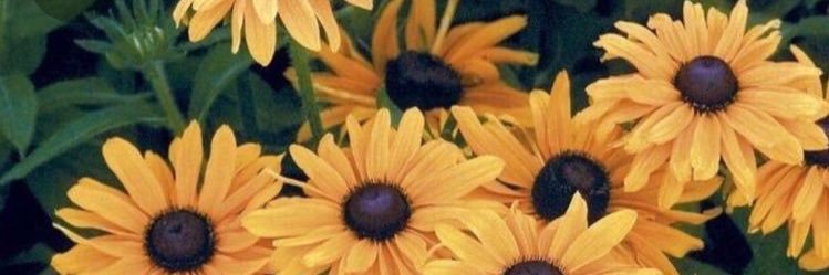 steramos25's profile banner image