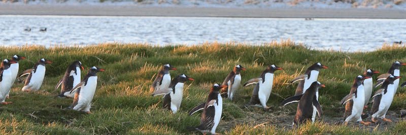 Penguins International banner