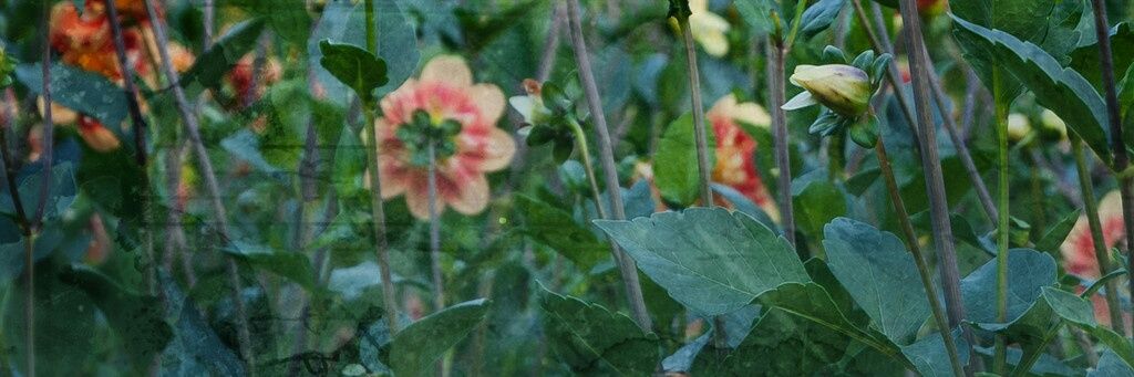 Jessi Allen banner
